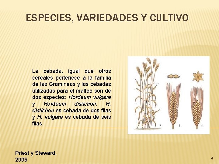 ESPECIES, VARIEDADES Y CULTIVO La cebada, igual que otros cereales pertenece a la familia