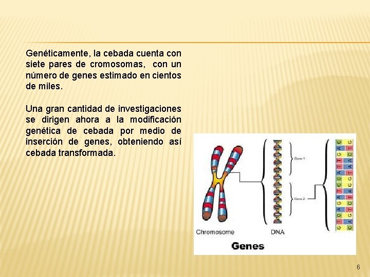 Genéticamente, la cebada cuenta con siete pares de cromosomas, con un número de genes