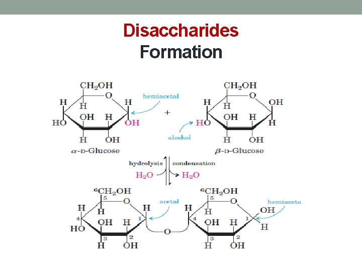 Disaccharides Formation 