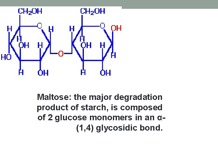 Maltose: the major degradation product of starch, is composed of 2 glucose monomers in