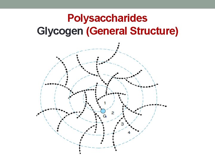 Polysaccharides Glycogen (General Structure) 