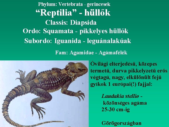 Phylum: Vertebrata - gerincesek “Reptilia” - hüllők Classis: Diapsida Ordo: Squamata - pikkelyes hüllők