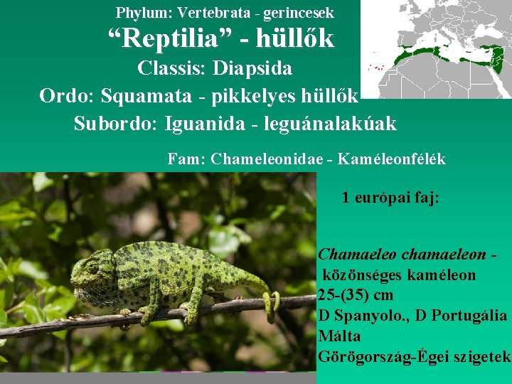 Phylum: Vertebrata - gerincesek “Reptilia” - hüllők Classis: Diapsida Ordo: Squamata - pikkelyes hüllők