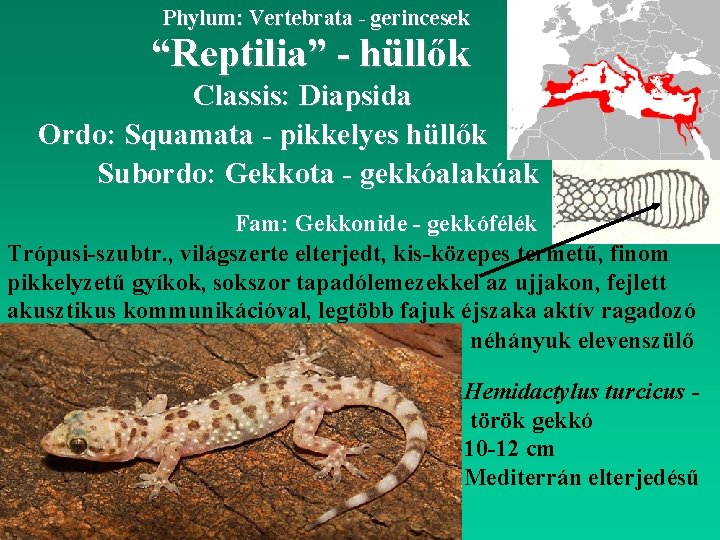 Phylum: Vertebrata - gerincesek “Reptilia” - hüllők Classis: Diapsida Ordo: Squamata - pikkelyes hüllők