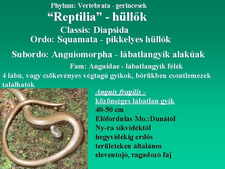 Phylum: Vertebrata - gerincesek “Reptilia” - hüllők Classis: Diapsida Ordo: Squamata - pikkelyes hüllők