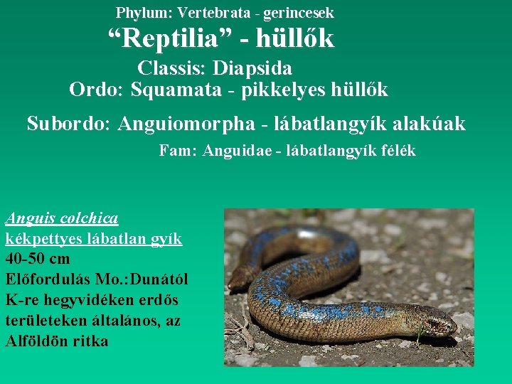 Phylum: Vertebrata - gerincesek “Reptilia” - hüllők Classis: Diapsida Ordo: Squamata - pikkelyes hüllők