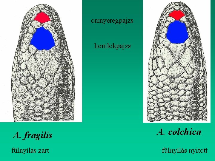 orrnyeregpajzs homlokpajzs A. fragilis fülnyílás zárt A. colchica fülnyílás nyitott 