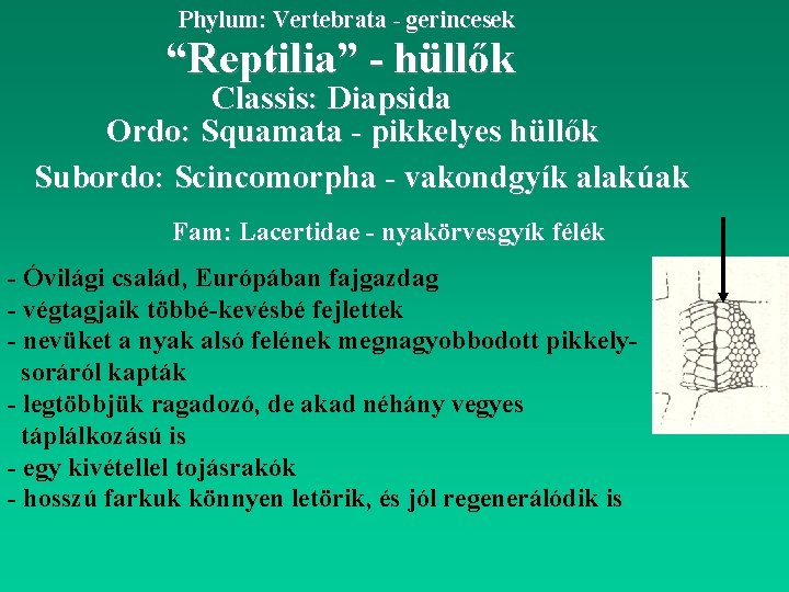 Phylum: Vertebrata - gerincesek “Reptilia” - hüllők Classis: Diapsida Ordo: Squamata - pikkelyes hüllők