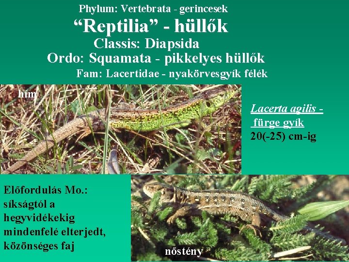 Phylum: Vertebrata - gerincesek “Reptilia” - hüllők Classis: Diapsida Ordo: Squamata - pikkelyes hüllők