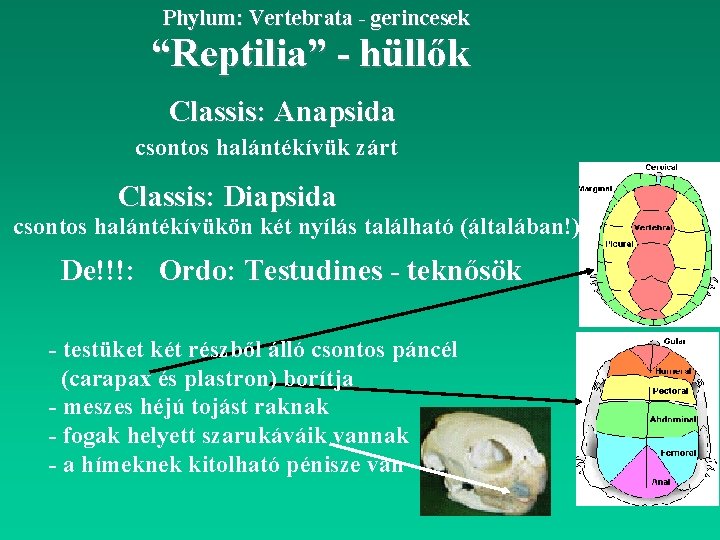 Phylum: Vertebrata - gerincesek “Reptilia” - hüllők Classis: Anapsida csontos halántékívük zárt Classis: Diapsida