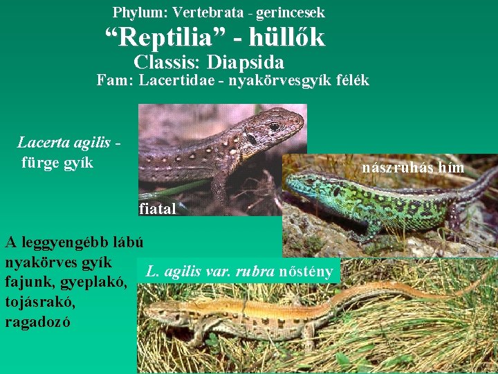 Phylum: Vertebrata - gerincesek “Reptilia” - hüllők Classis: Diapsida Fam: Lacertidae - nyakörvesgyík félék