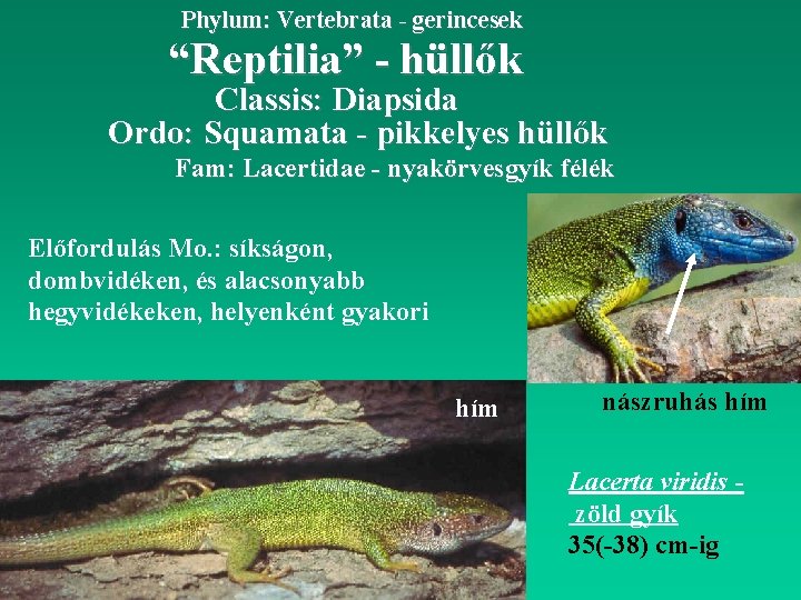 Phylum: Vertebrata - gerincesek “Reptilia” - hüllők Classis: Diapsida Ordo: Squamata - pikkelyes hüllők