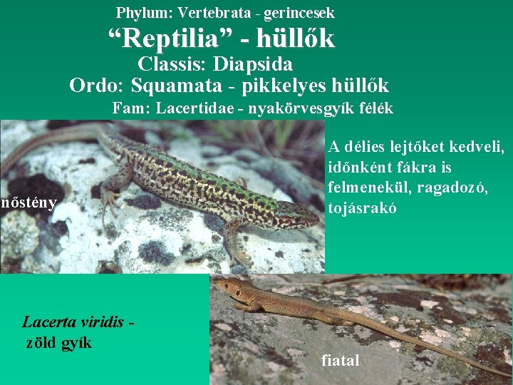 Phylum: Vertebrata - gerincesek “Reptilia” - hüllők Classis: Diapsida Ordo: Squamata - pikkelyes hüllők