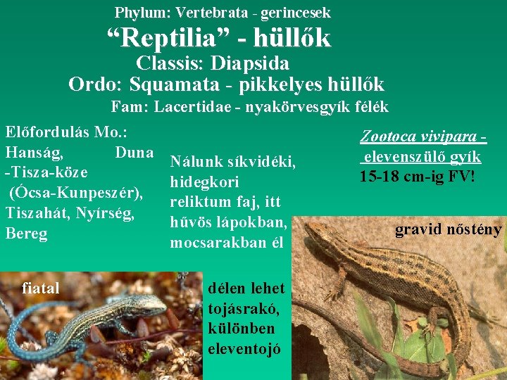 Phylum: Vertebrata - gerincesek “Reptilia” - hüllők Classis: Diapsida Ordo: Squamata - pikkelyes hüllők