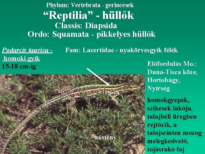 Phylum: Vertebrata - gerincesek “Reptilia” - hüllők Classis: Diapsida Ordo: Squamata - pikkelyes hüllők