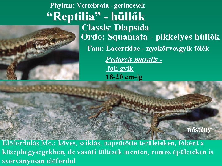 Phylum: Vertebrata - gerincesek “Reptilia” - hüllők Classis: Diapsida Ordo: Squamata - pikkelyes hüllők