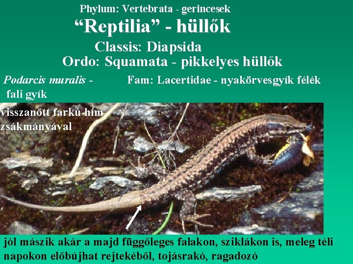 Phylum: Vertebrata - gerincesek “Reptilia” - hüllők Classis: Diapsida Ordo: Squamata - pikkelyes hüllők