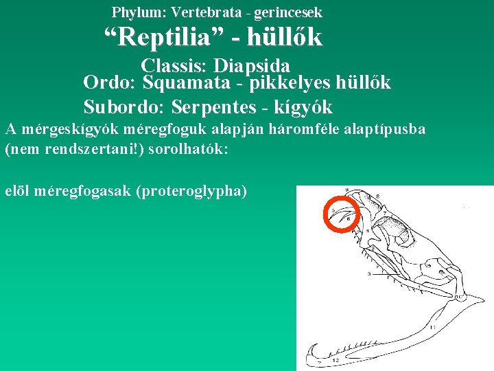 Phylum: Vertebrata - gerincesek “Reptilia” - hüllők Classis: Diapsida Ordo: Squamata - pikkelyes hüllők