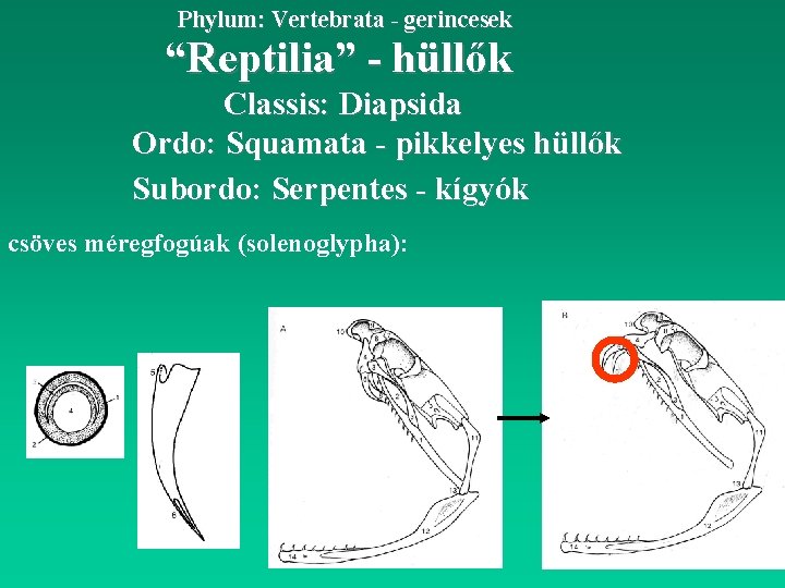 Phylum: Vertebrata - gerincesek “Reptilia” - hüllők Classis: Diapsida Ordo: Squamata - pikkelyes hüllők