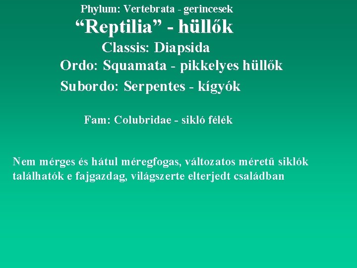 Phylum: Vertebrata - gerincesek “Reptilia” - hüllők Classis: Diapsida Ordo: Squamata - pikkelyes hüllők