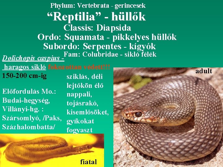 Phylum: Vertebrata - gerincesek “Reptilia” - hüllők Classis: Diapsida Ordo: Squamata - pikkelyes hüllők