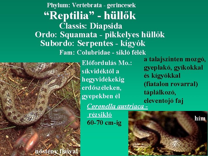 Phylum: Vertebrata - gerincesek “Reptilia” - hüllők Classis: Diapsida Ordo: Squamata - pikkelyes hüllők