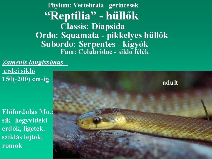 Phylum: Vertebrata - gerincesek “Reptilia” - hüllők Classis: Diapsida Ordo: Squamata - pikkelyes hüllők