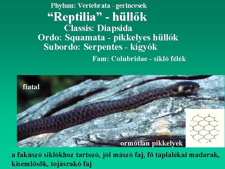 Phylum: Vertebrata - gerincesek “Reptilia” - hüllők Classis: Diapsida Ordo: Squamata - pikkelyes hüllők