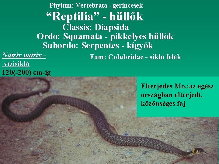 Phylum: Vertebrata - gerincesek “Reptilia” - hüllők Classis: Diapsida Ordo: Squamata - pikkelyes hüllők