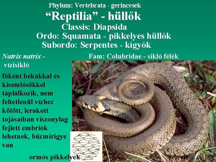 Phylum: Vertebrata - gerincesek “Reptilia” - hüllők Classis: Diapsida Ordo: Squamata - pikkelyes hüllők