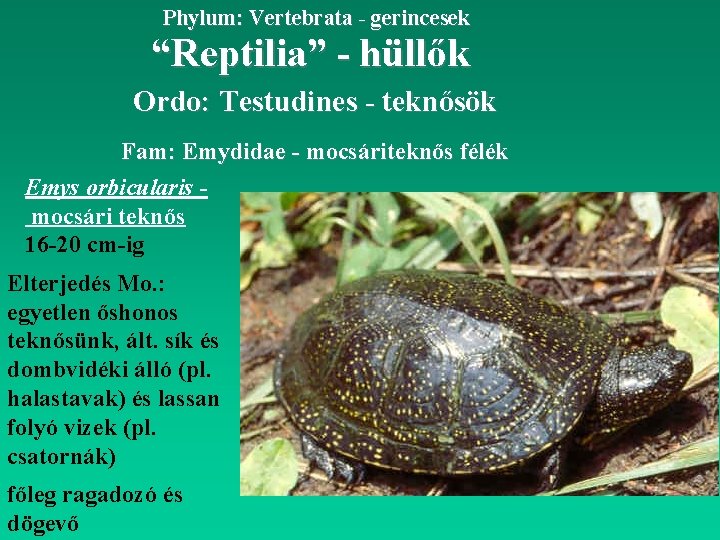 Phylum: Vertebrata - gerincesek “Reptilia” - hüllők Ordo: Testudines - teknősök Fam: Emydidae -