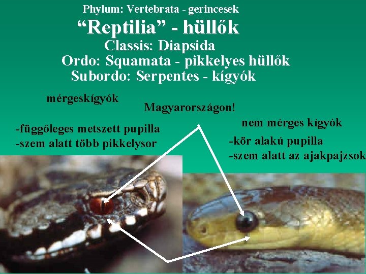 Phylum: Vertebrata - gerincesek “Reptilia” - hüllők Classis: Diapsida Ordo: Squamata - pikkelyes hüllők