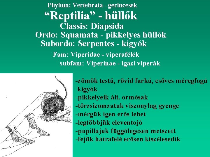 Phylum: Vertebrata - gerincesek “Reptilia” - hüllők Classis: Diapsida Ordo: Squamata - pikkelyes hüllők