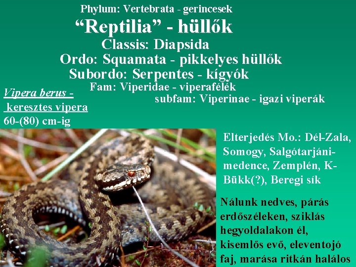 Phylum: Vertebrata - gerincesek “Reptilia” - hüllők Classis: Diapsida Ordo: Squamata - pikkelyes hüllők