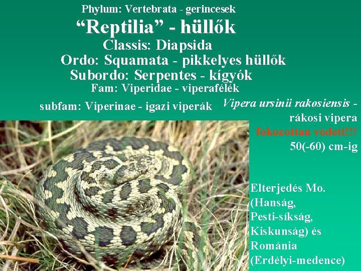 Phylum: Vertebrata - gerincesek “Reptilia” - hüllők Classis: Diapsida Ordo: Squamata - pikkelyes hüllők