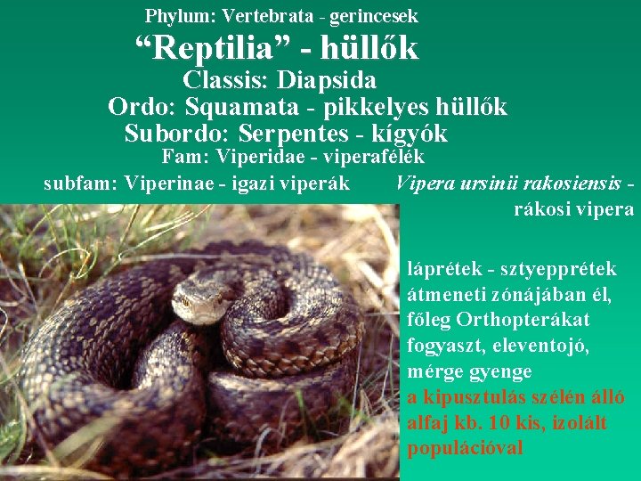 Phylum: Vertebrata - gerincesek “Reptilia” - hüllők Classis: Diapsida Ordo: Squamata - pikkelyes hüllők