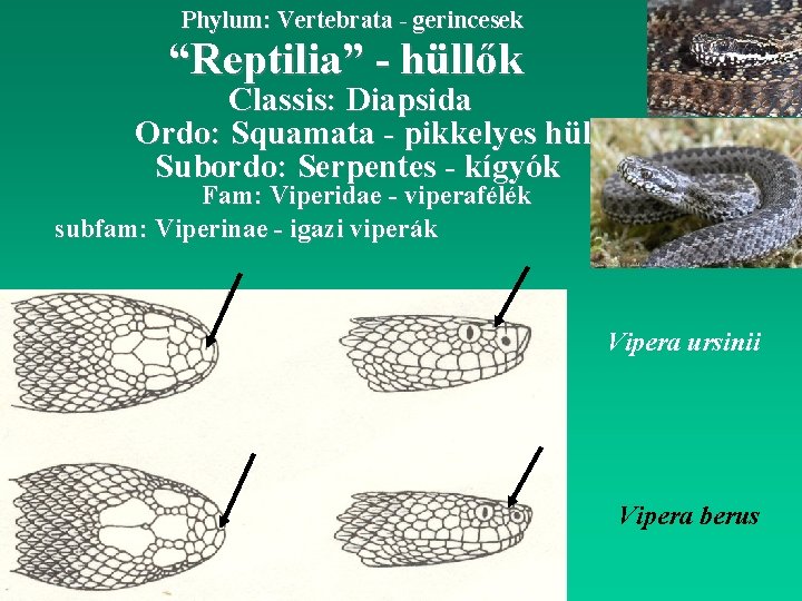 Phylum: Vertebrata - gerincesek “Reptilia” - hüllők Classis: Diapsida Ordo: Squamata - pikkelyes hüllők