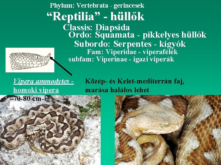 Phylum: Vertebrata - gerincesek “Reptilia” - hüllők Classis: Diapsida Ordo: Squamata - pikkelyes hüllők