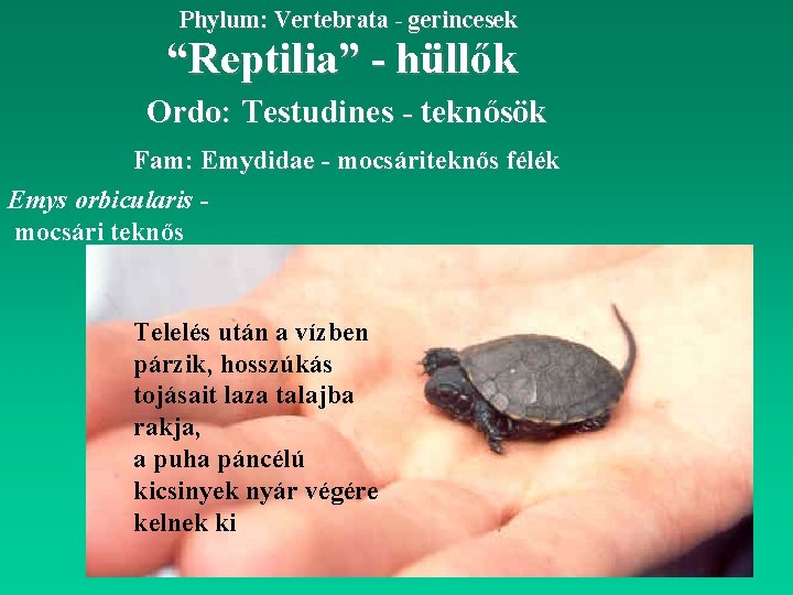 Phylum: Vertebrata - gerincesek “Reptilia” - hüllők Ordo: Testudines - teknősök Fam: Emydidae -