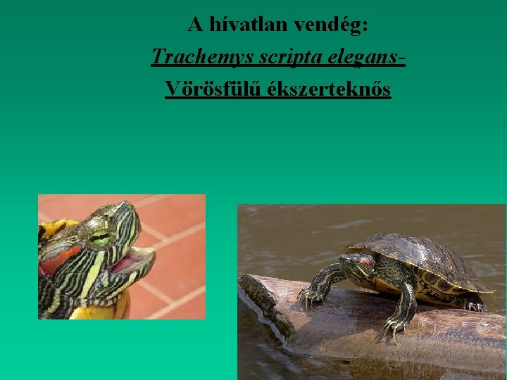 A hívatlan vendég: Trachemys scripta elegans. Vörösfülű ékszerteknős 