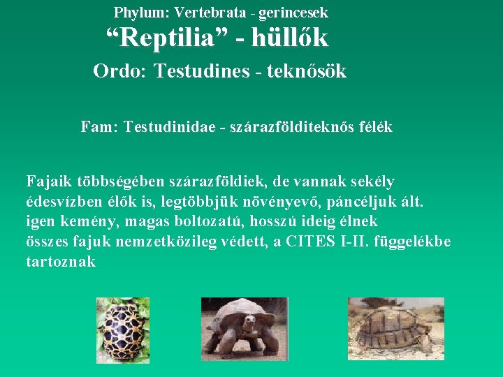 Phylum: Vertebrata - gerincesek “Reptilia” - hüllők Ordo: Testudines - teknősök Fam: Testudinidae -