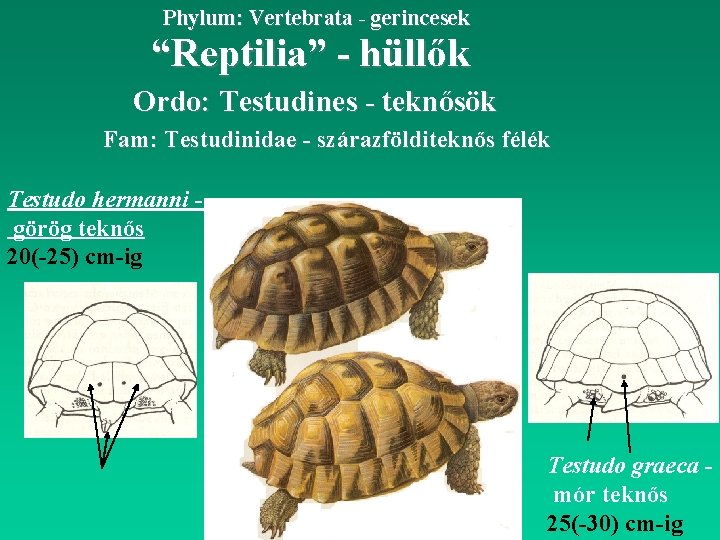 Phylum: Vertebrata - gerincesek “Reptilia” - hüllők Ordo: Testudines - teknősök Fam: Testudinidae -