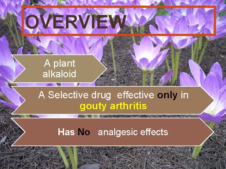 OVERVIEW A plant alkaloid A Selective drug effective only in gouty arthritis Has No