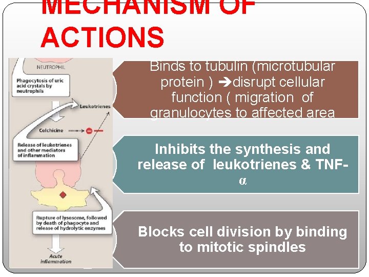 MECHANISM OF ACTIONS Binds to tubulin (microtubular protein ) disrupt cellular function ( migration