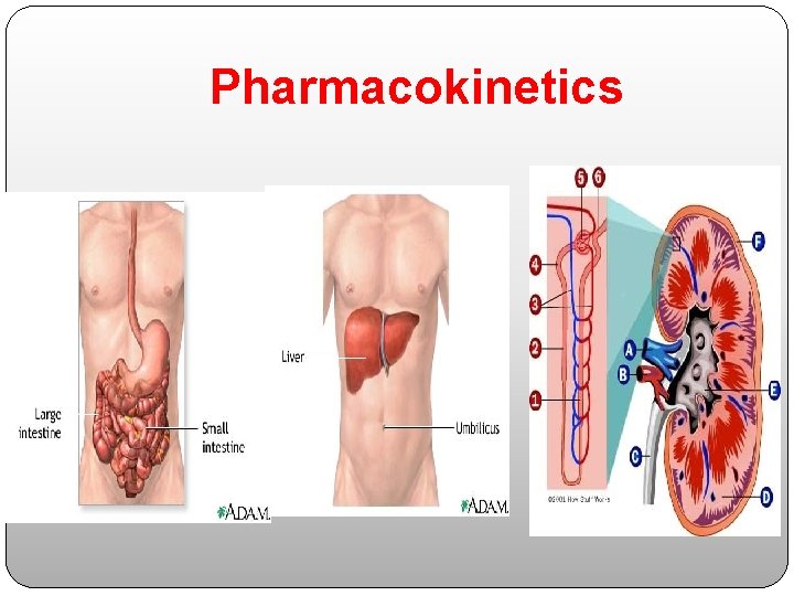 Pharmacokinetics 