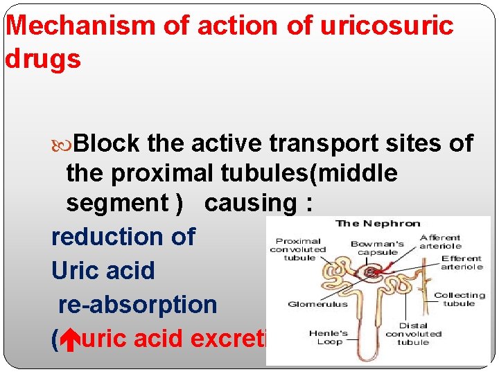 Mechanism of action of uricosuric drugs Block the active transport sites of the proximal