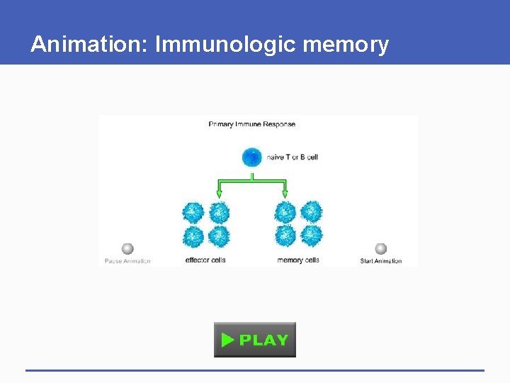 Animation: Immunologic memory 