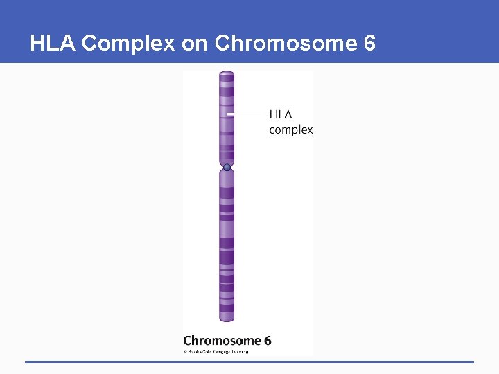 HLA Complex on Chromosome 6 