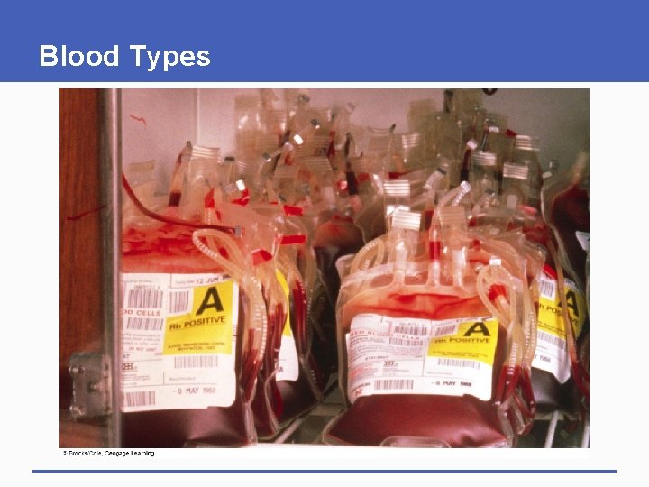 Blood Types 