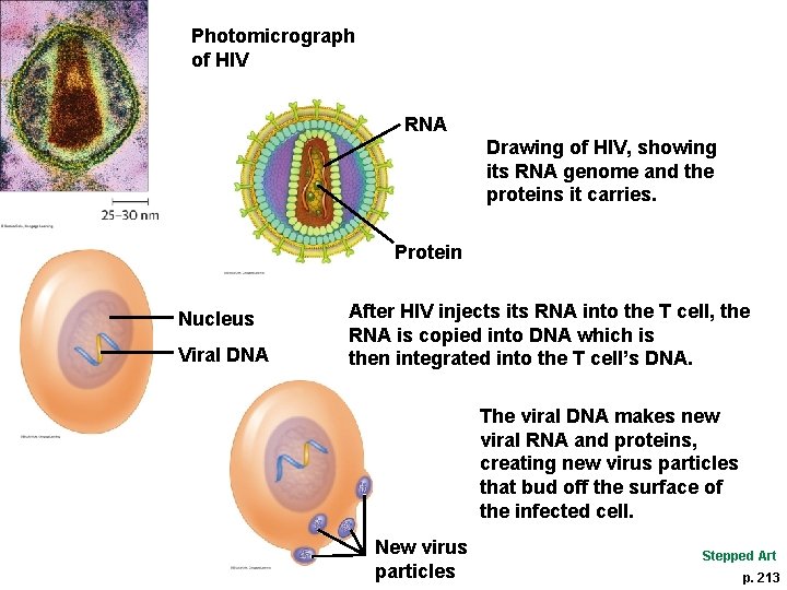 Photomicrograph of HIV RNA Drawing of HIV, showing its RNA genome and the proteins